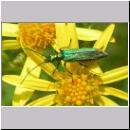 Oedemera nobilis - Scheinbockkaefer w06.jpg